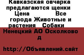 Кавказская овчарка -предлагаются щенки › Цена ­ 20 000 - Все города Животные и растения » Собаки   . Ненецкий АО,Осколково д.